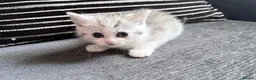 Persian cats for sale: PERSIAN CHINCHILLAS X - Advert 10