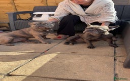 French Bulldog dogs for sale: French bulldog pups  - Image 15