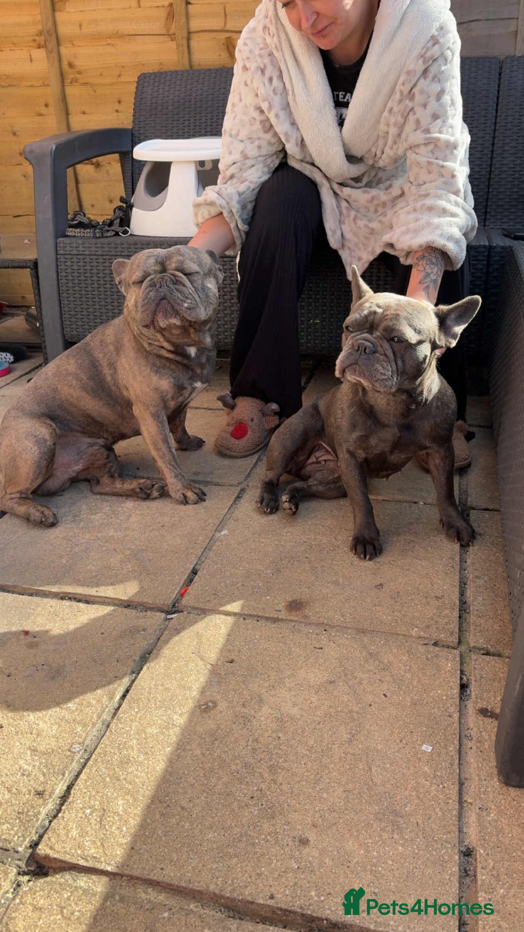French Bulldog dogs for sale: French bulldog pups  - Image 15