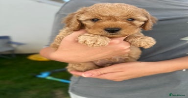 Cavapoo dogs - Advert 12