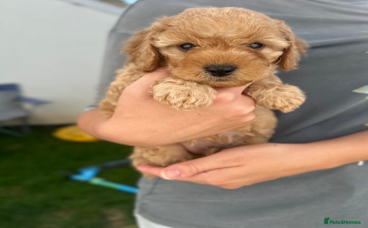 Cavapoo dogs - Advert 2