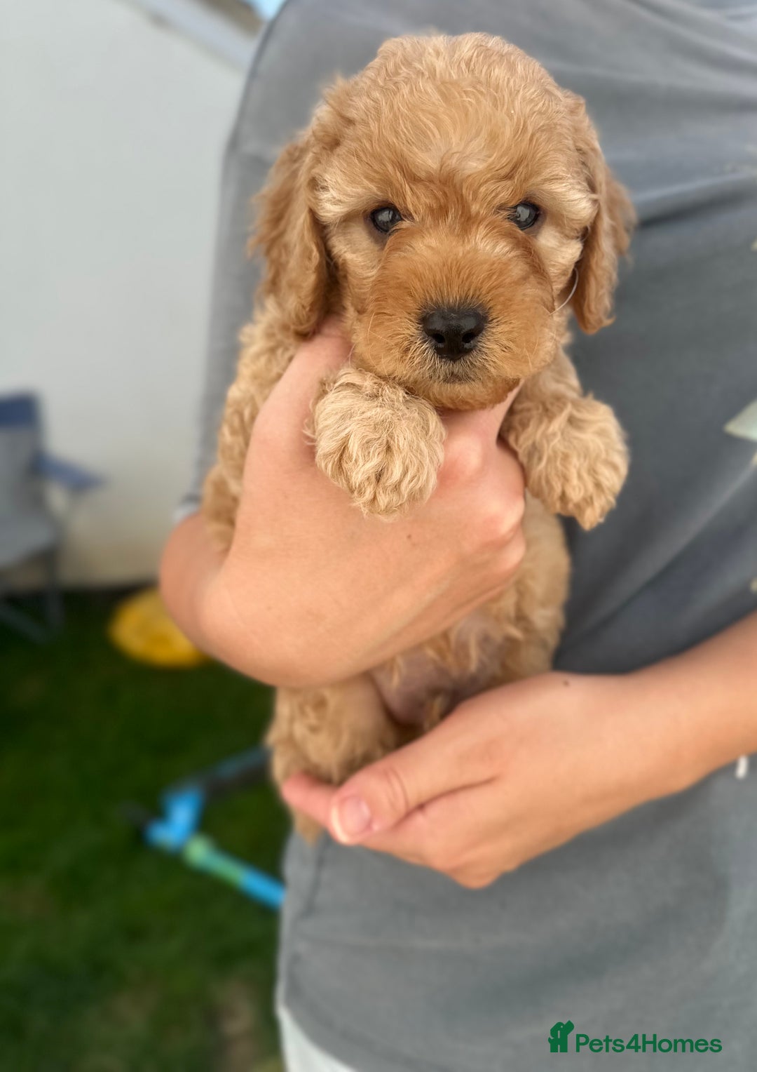 Cavapoo dogs for sale: *❤️last Boy left, All health tested❤️*  - Image 3