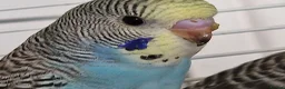 Budgerigars birds for sale: Super silly hand tamed baby budgies  - Advert 10