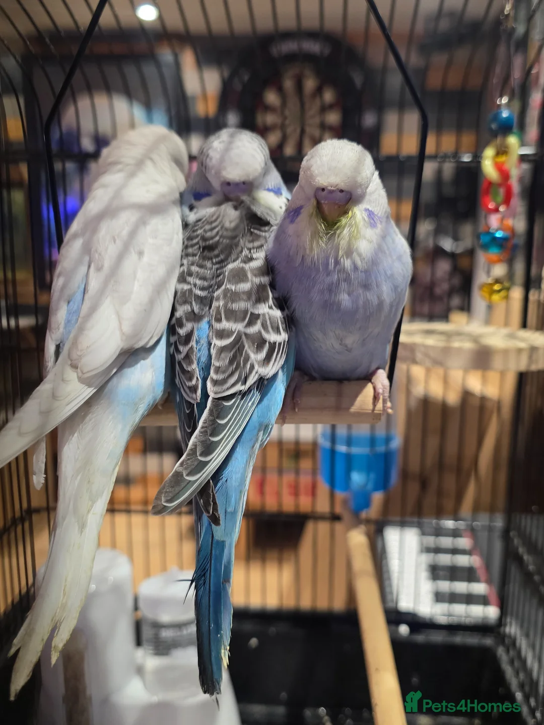 Budgerigars birds for sale: Baby budgies for sale  in Corby - Advert 3