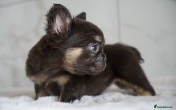 French Bulldog dogs for sale: Exceptional Fluffy French Bulldog Puppies - Image 13