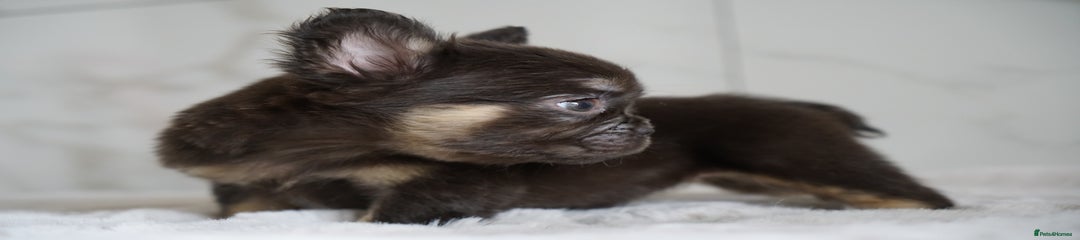 Chocolate & Tan Visual Fluffy Girl