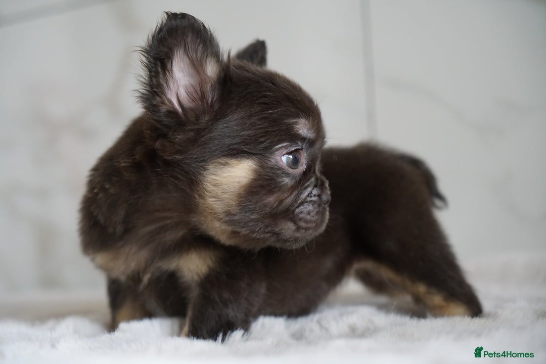 French Bulldog dogs for sale: Exceptional Fluffy French Bulldog Puppies - Image 13