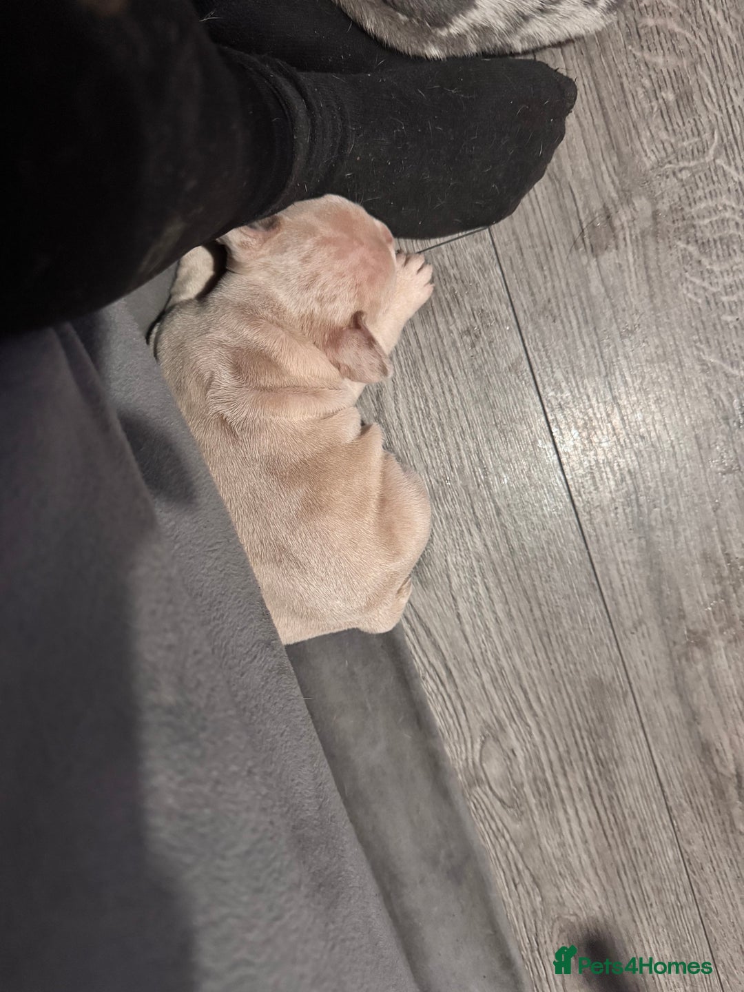 French Bulldog dogs for sale: 2 beautiful Frenchie puppies  - Advert 7