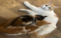 Mixed Breed cats for sale: Mixed Persian and Turkish Angora Kittens  - Image 8