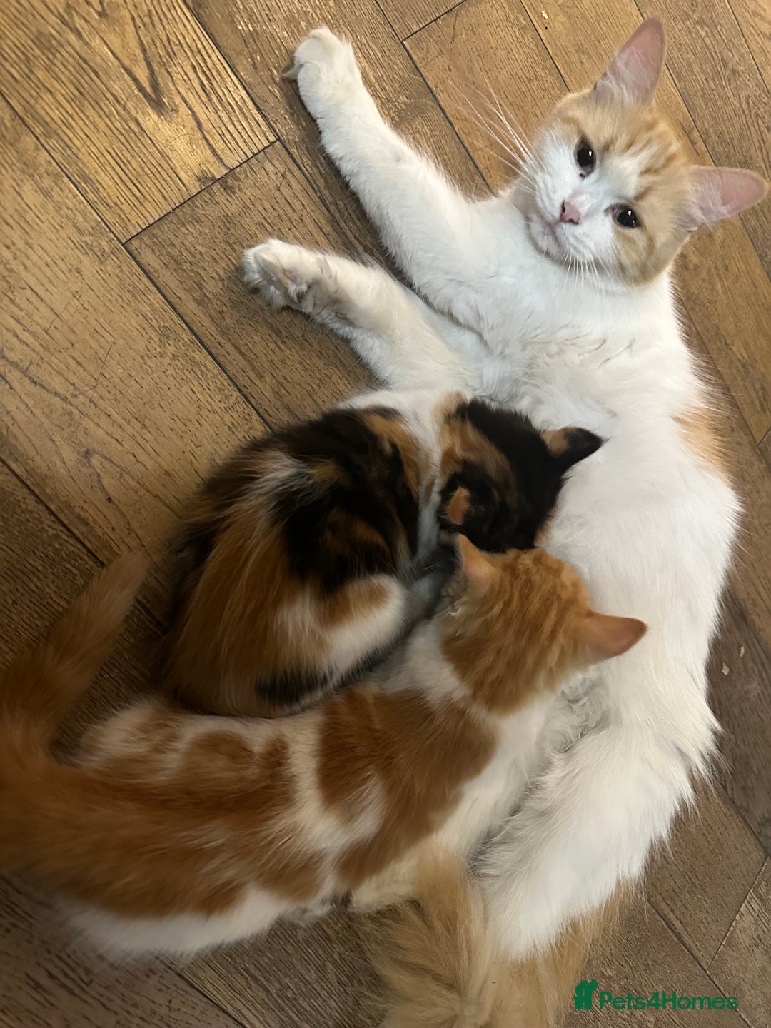 Mixed Breed cats for sale: Mixed Persian and Turkish Angora Kittens  - Image 8