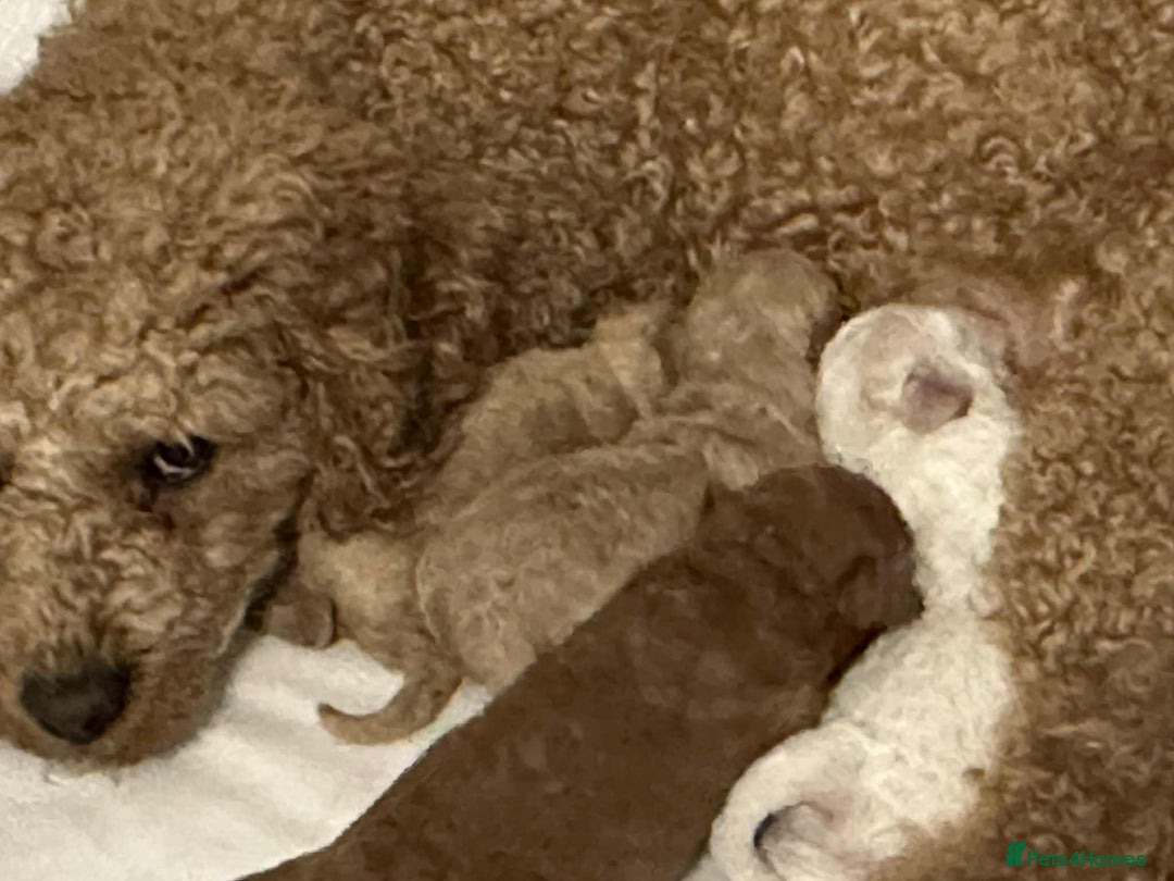 Cavapoochon dogs for sale: Beautiful cavapoochon puppies - Image 15