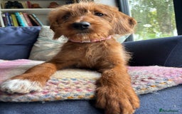 Labradoodle dogs for sale: Happy fun litter of medium sized Labradoodles  - Image 5