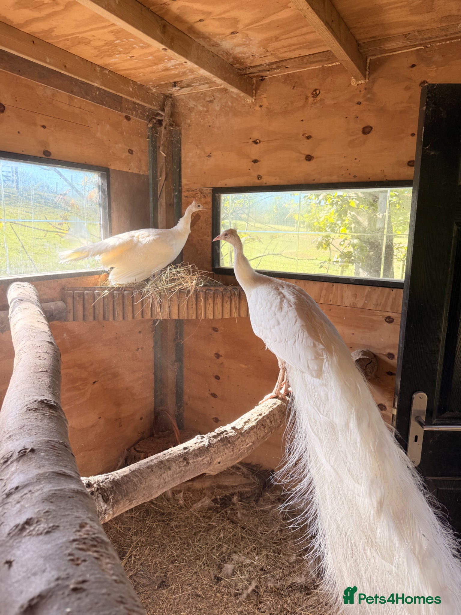 Peafowl poultry Hatching eggs - Advert 1
