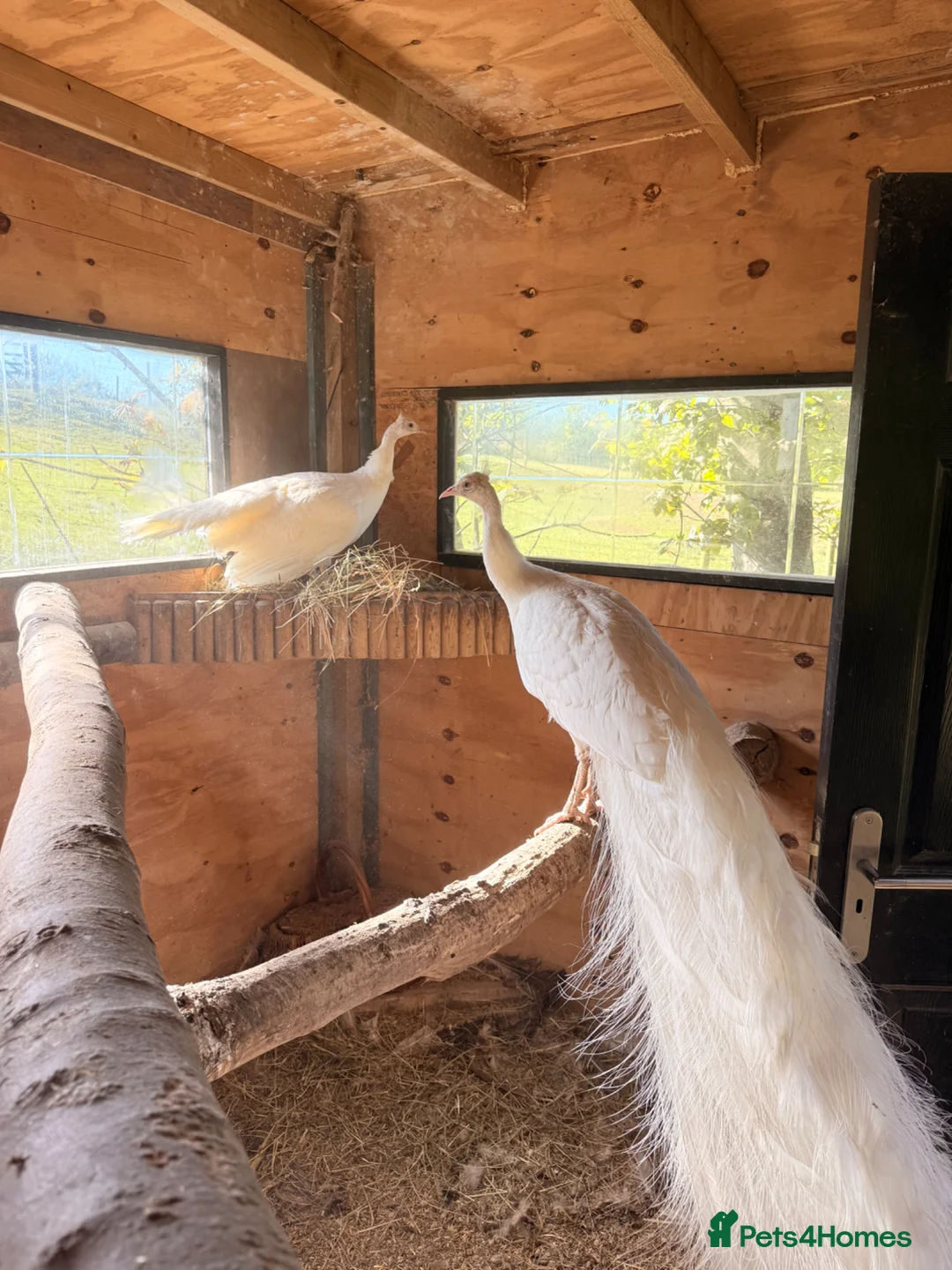 Peafowl poultry for sale: Hatching eggs in Derby - Advert 1