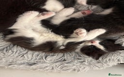 Mixed Breed cats for sale: Cat and kittens  - Image 3