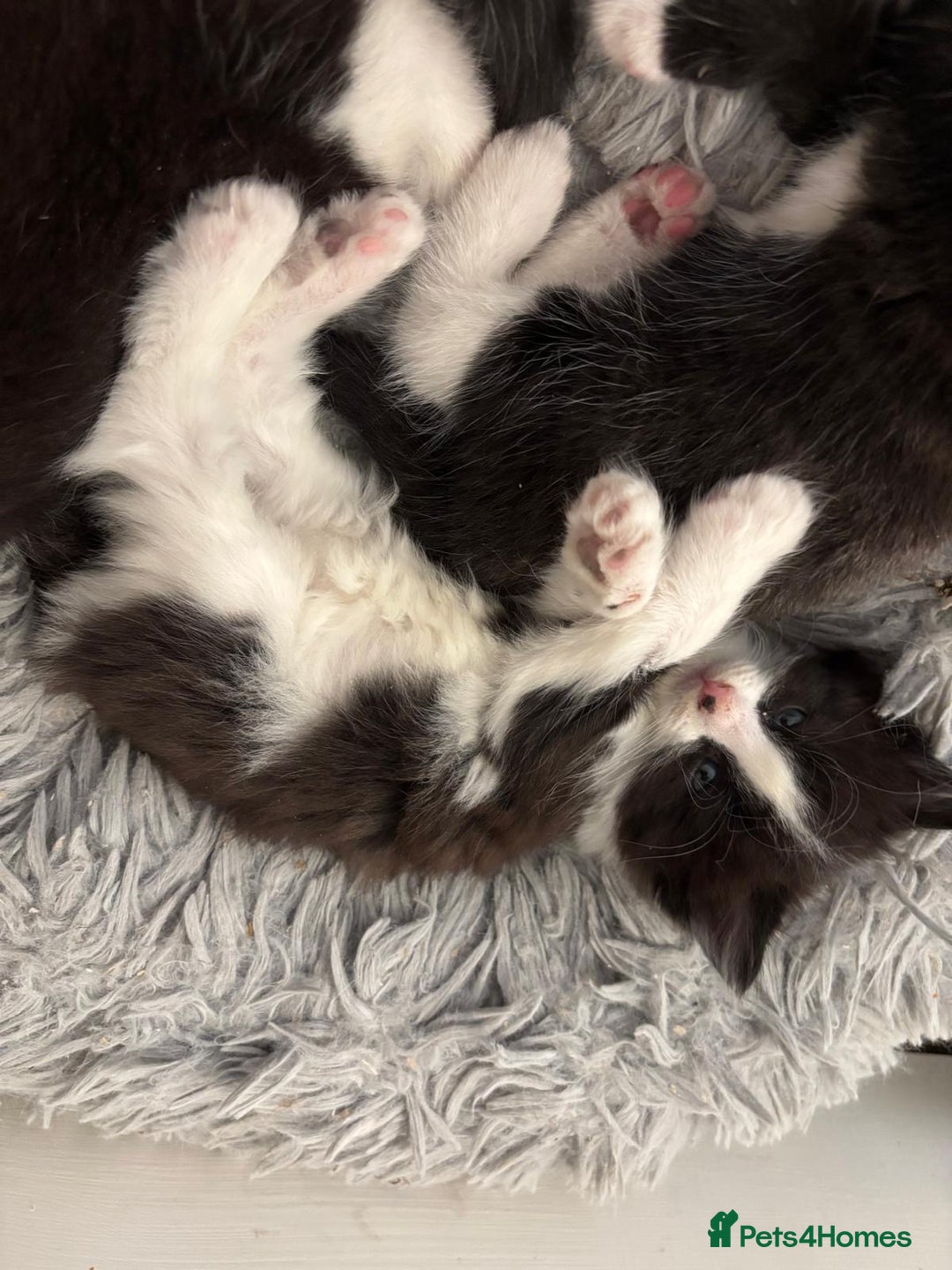 Mixed Breed cats for sale: Cat and kittens  - Image 3