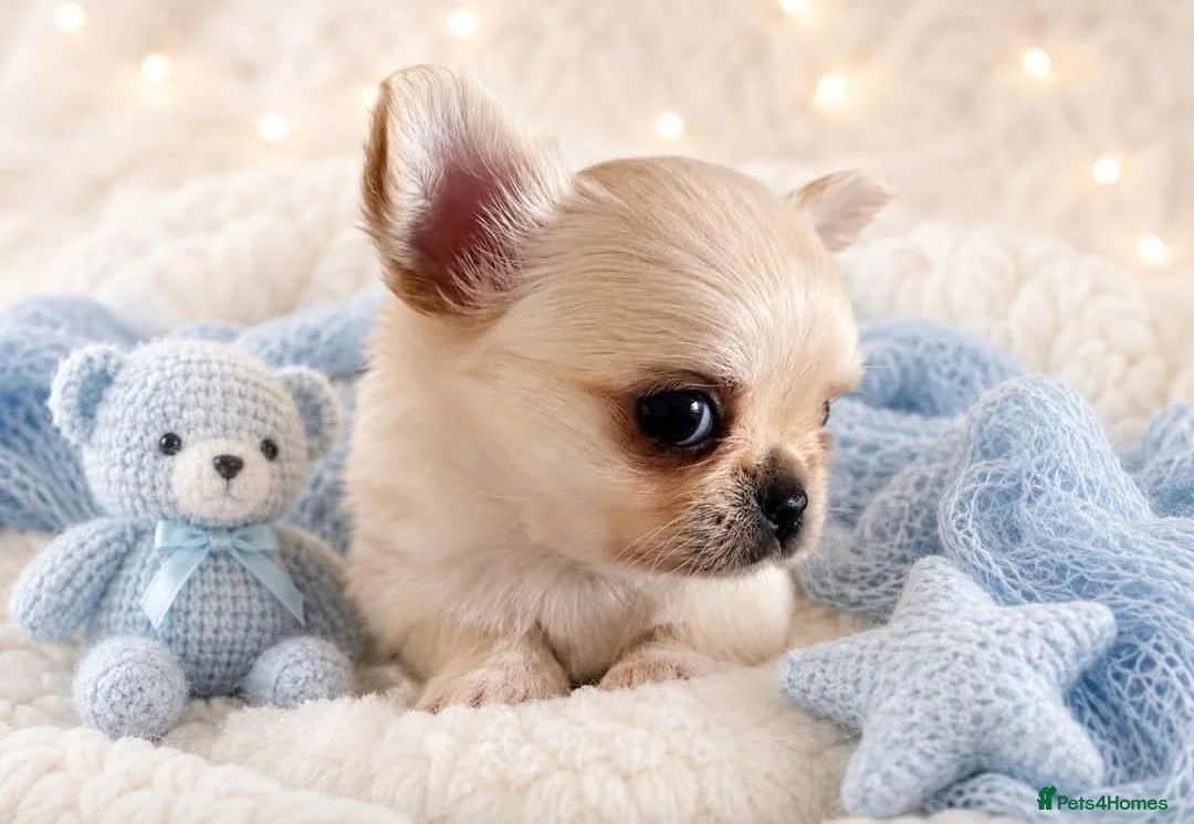 Chihuahua dogs for sale: Chihuahua Longhair Europe PL in Telford - Advert 1