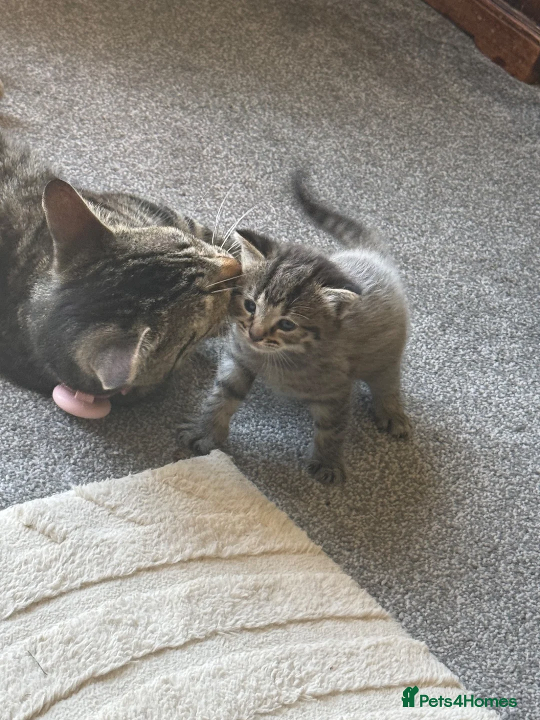 Mixed Breed cats for sale: Half ragdoll half silver bengal  - Advert 2