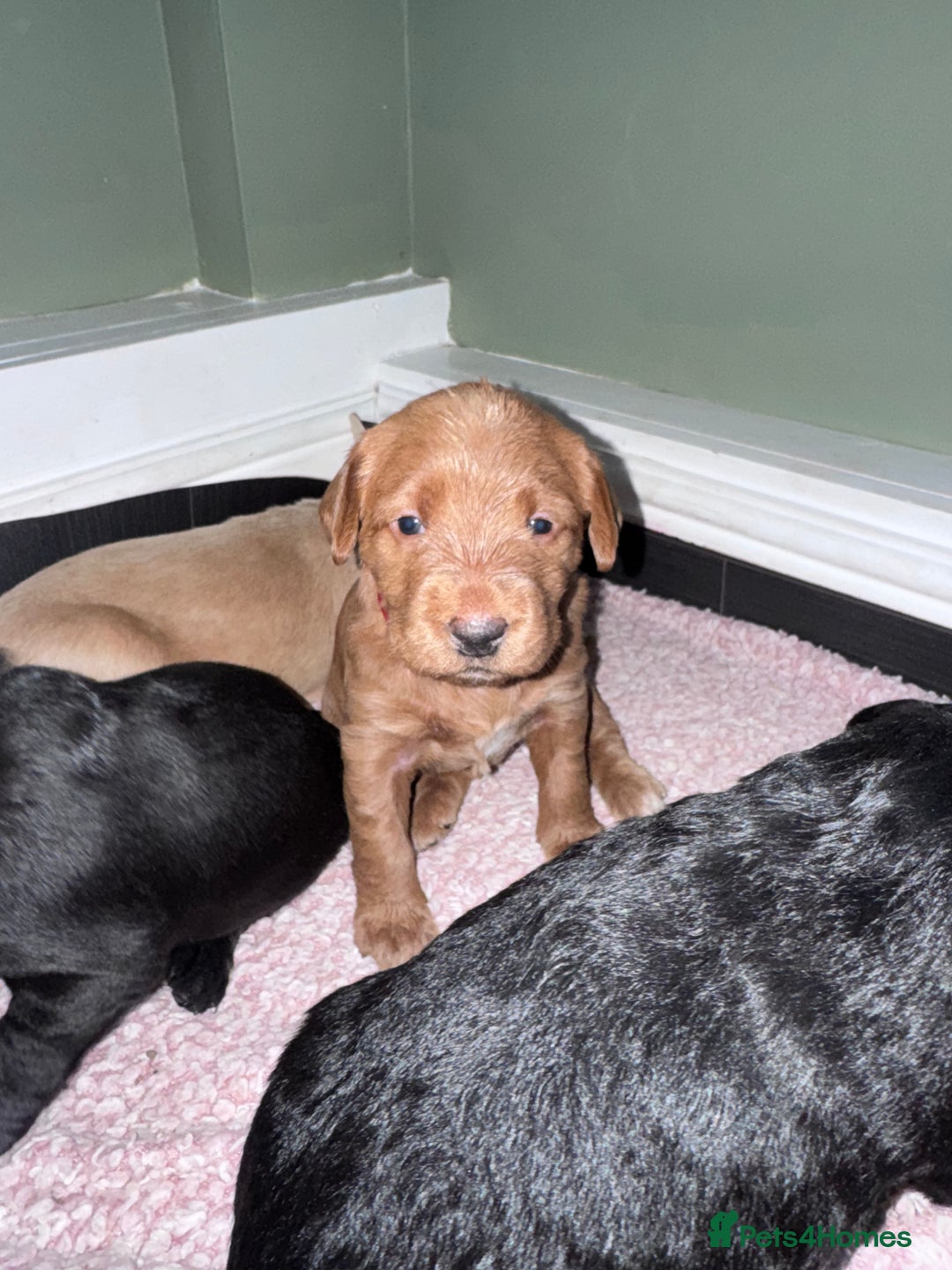 Labradoodle dogs for sale: 7 beautiful labradoodle puppies wanting a home - Advert 17