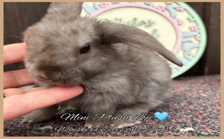 Mini Lop rabbits - Advert 7