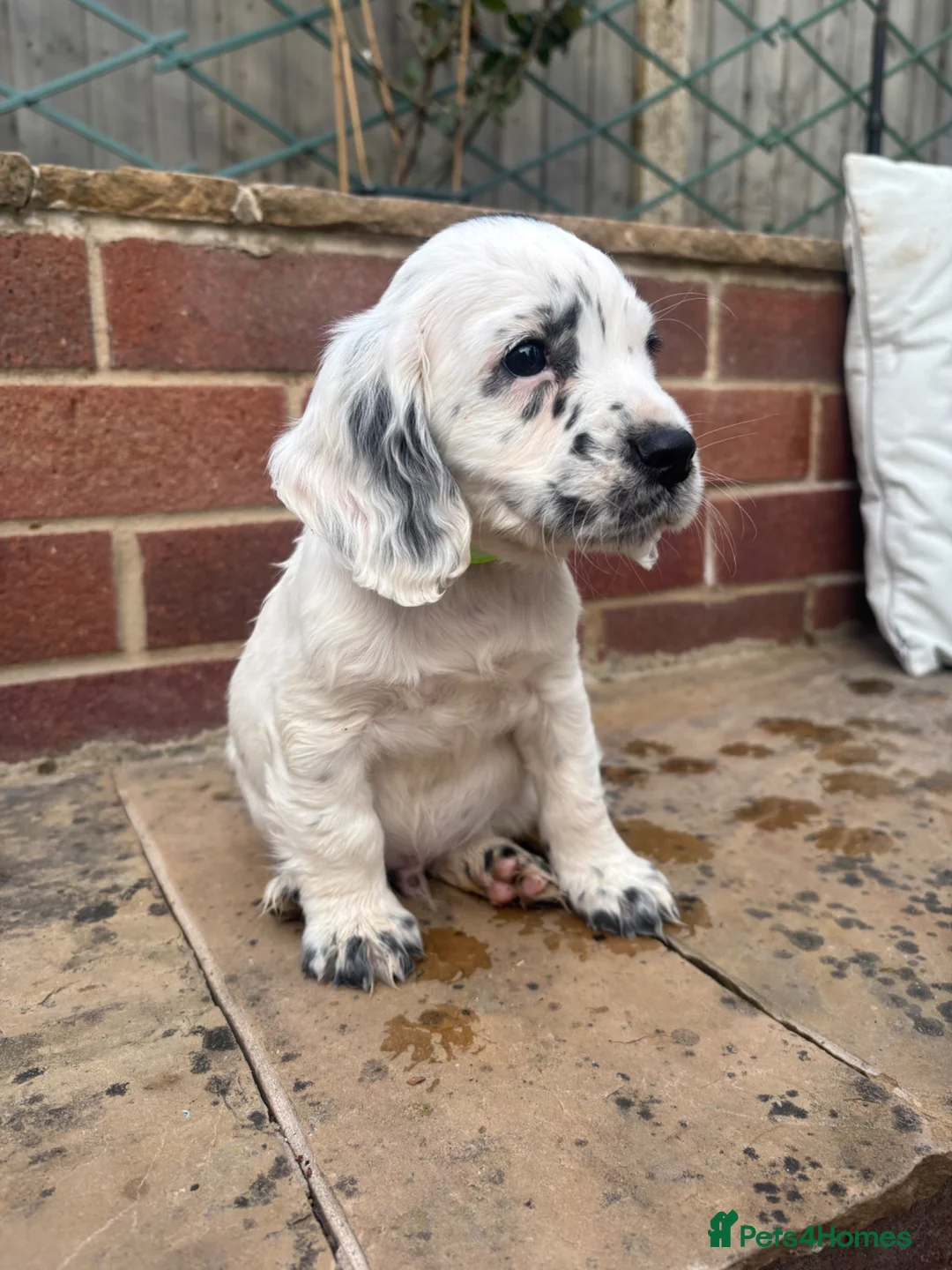 Cocker Spaniel dogs for sale: Cocker spaniels  - Advert 11