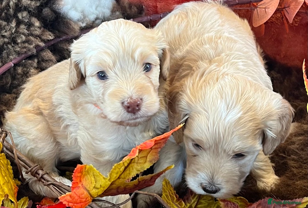 Cockapoo dogs for sale: Stunning F1 Cockapoos  - Advert 6