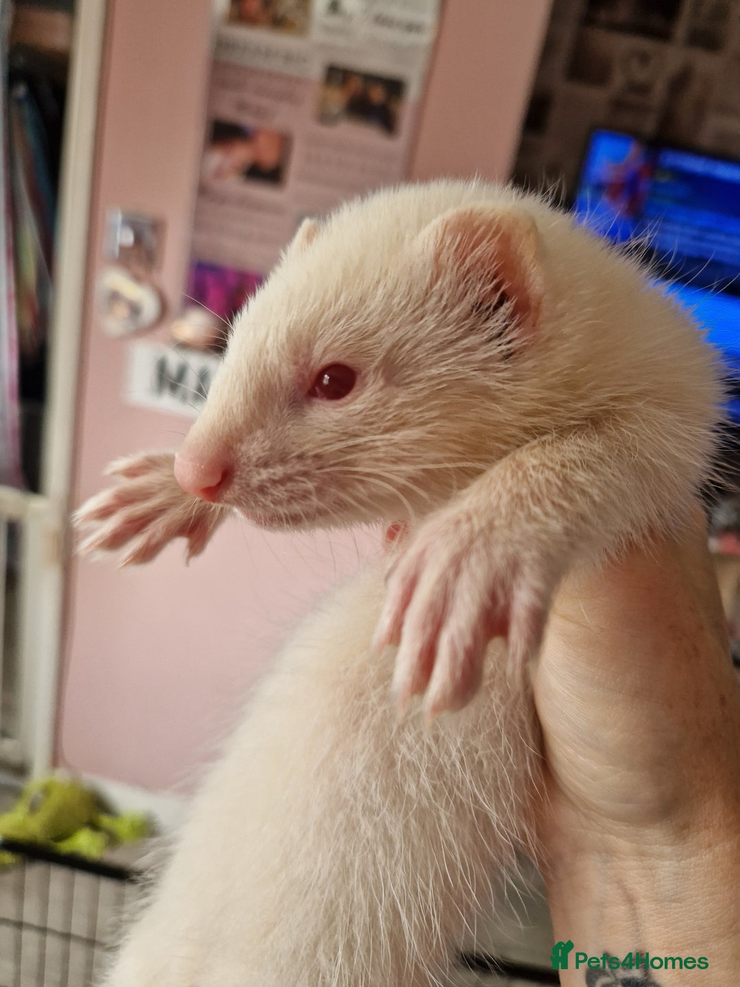 Ferret rodents for sale: Ferret kits mixed litter  - Image 8