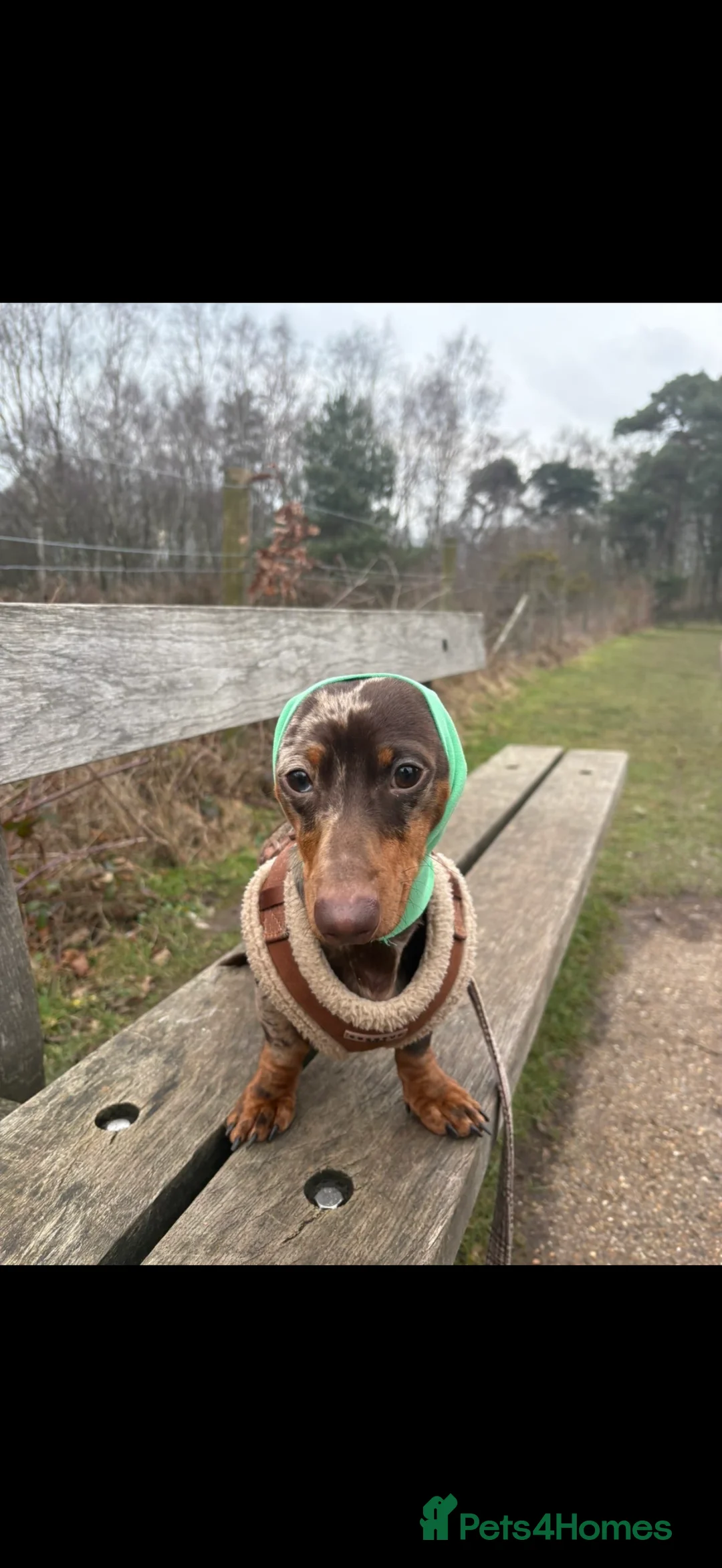 Miniature Dachshund dogs for sale: Miniature chocolate dapple male sausage  - Advert 4