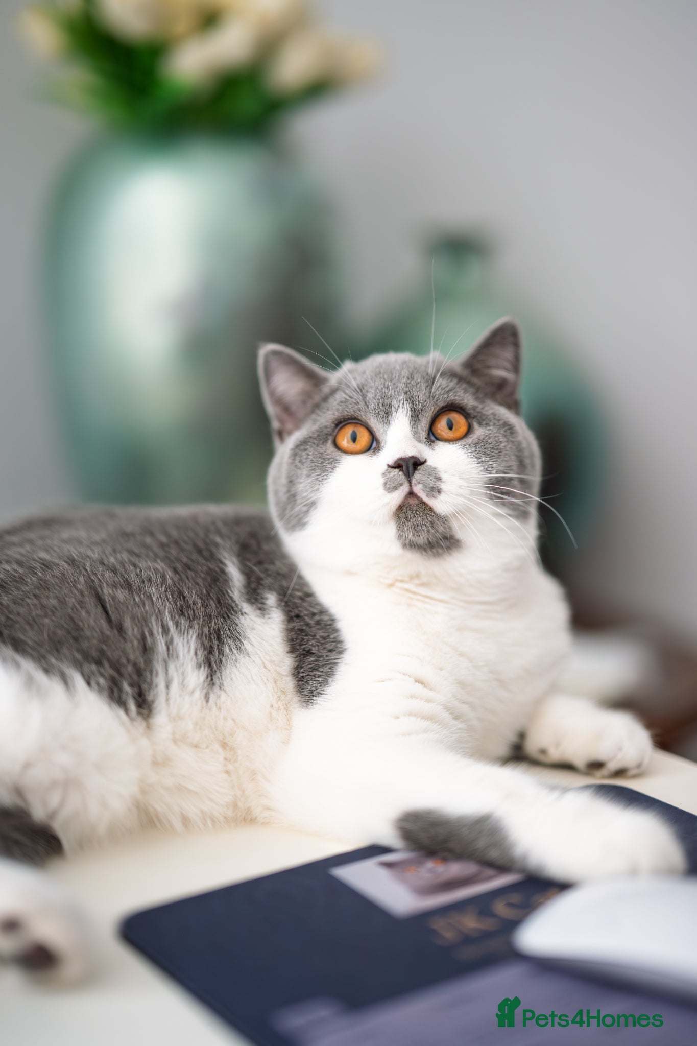 British Shorthair cats GCCF and TICA Registered -Show Quality BSH. - Advert 11