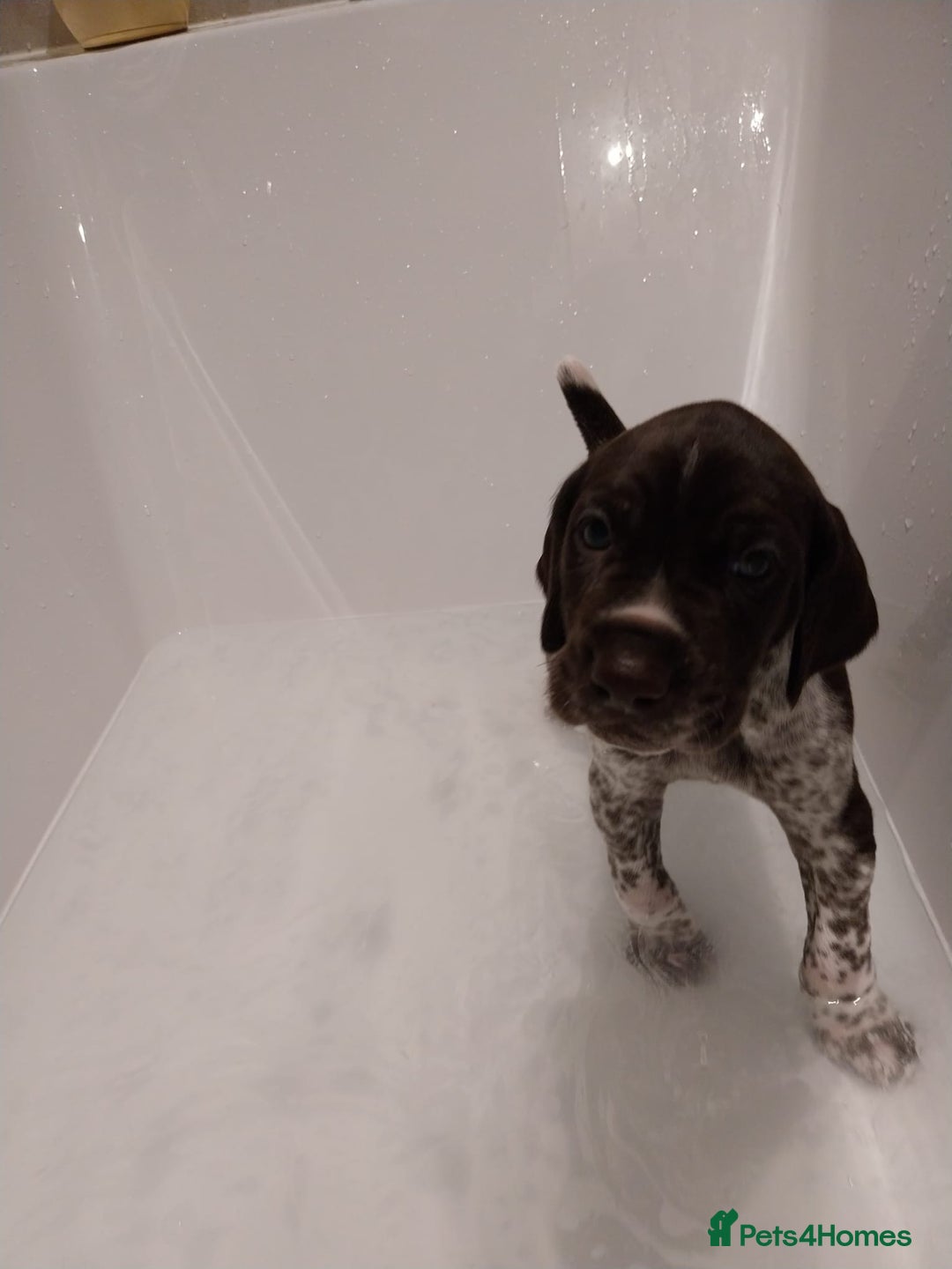 German Shorthaired Pointer dogs for sale: ALL RESERVED  - Advert 38