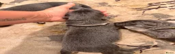German Shepherd dogs for sale: Gorgeous German shepherd puppies  - Advert 6