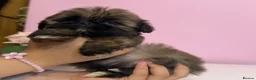 Shih Tzu dogs for sale: 4 males puppies  - Advert 8