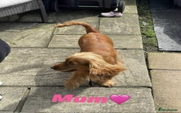 Cocker Spaniel dogs for sale: Show type cocker spaniel  - Image 11