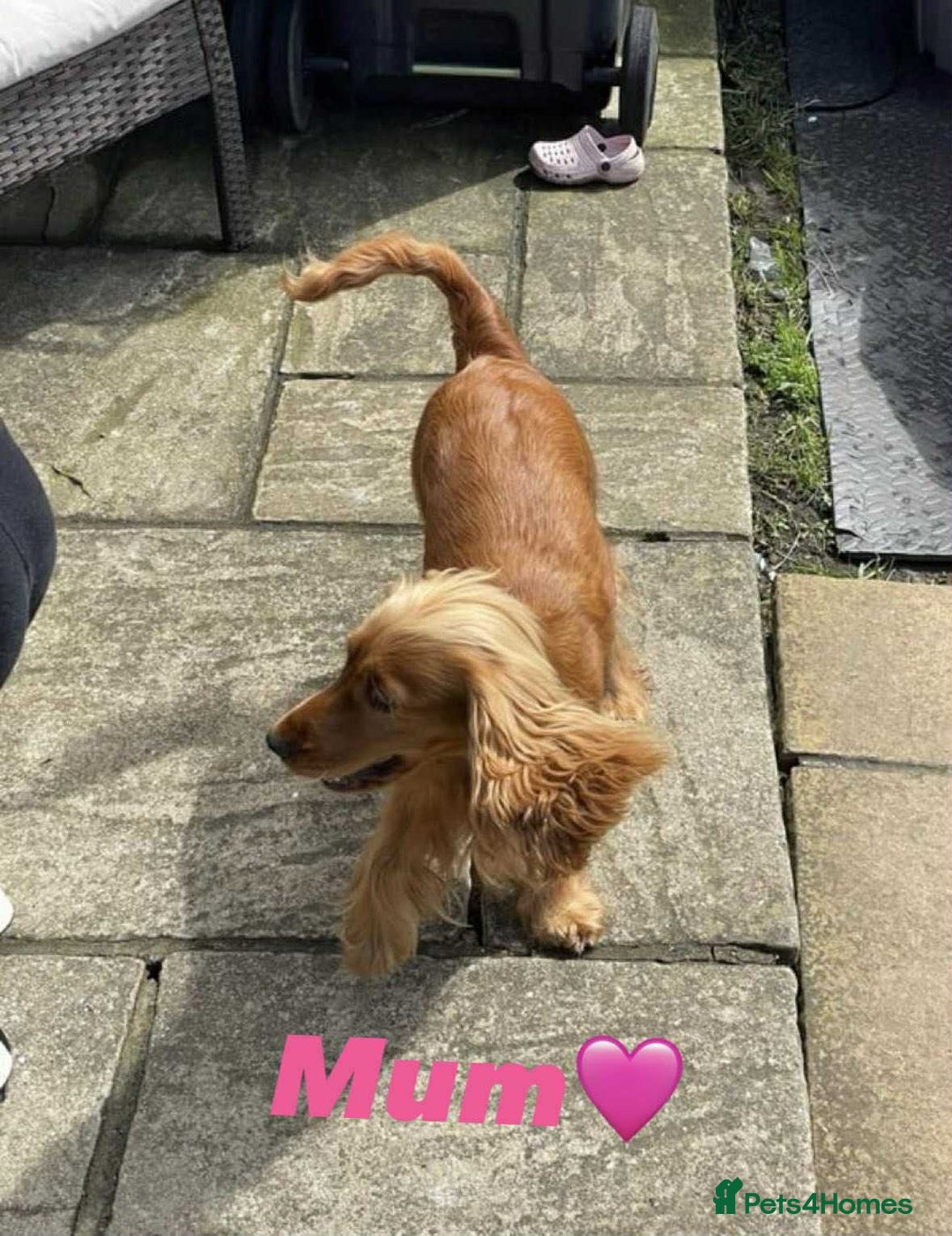Cocker Spaniel dogs for sale: Show type cocker spaniel  - Image 11