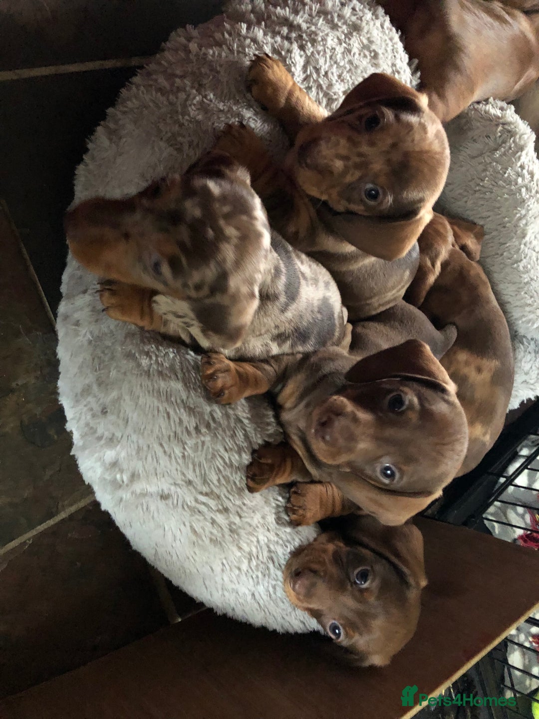 Miniature Dachshund dogs for sale: Smooth Miniature Daschund puppies  - Advert 1