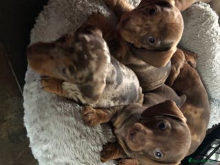 Miniature Dachshund dogs Smooth Miniature Daschund puppies - Advert 12