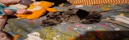 Frug dogs for sale: Frug puppies for sale. - Advert 6
