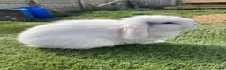 Mini Lop rabbits for sale: Mini lop - Advert 2