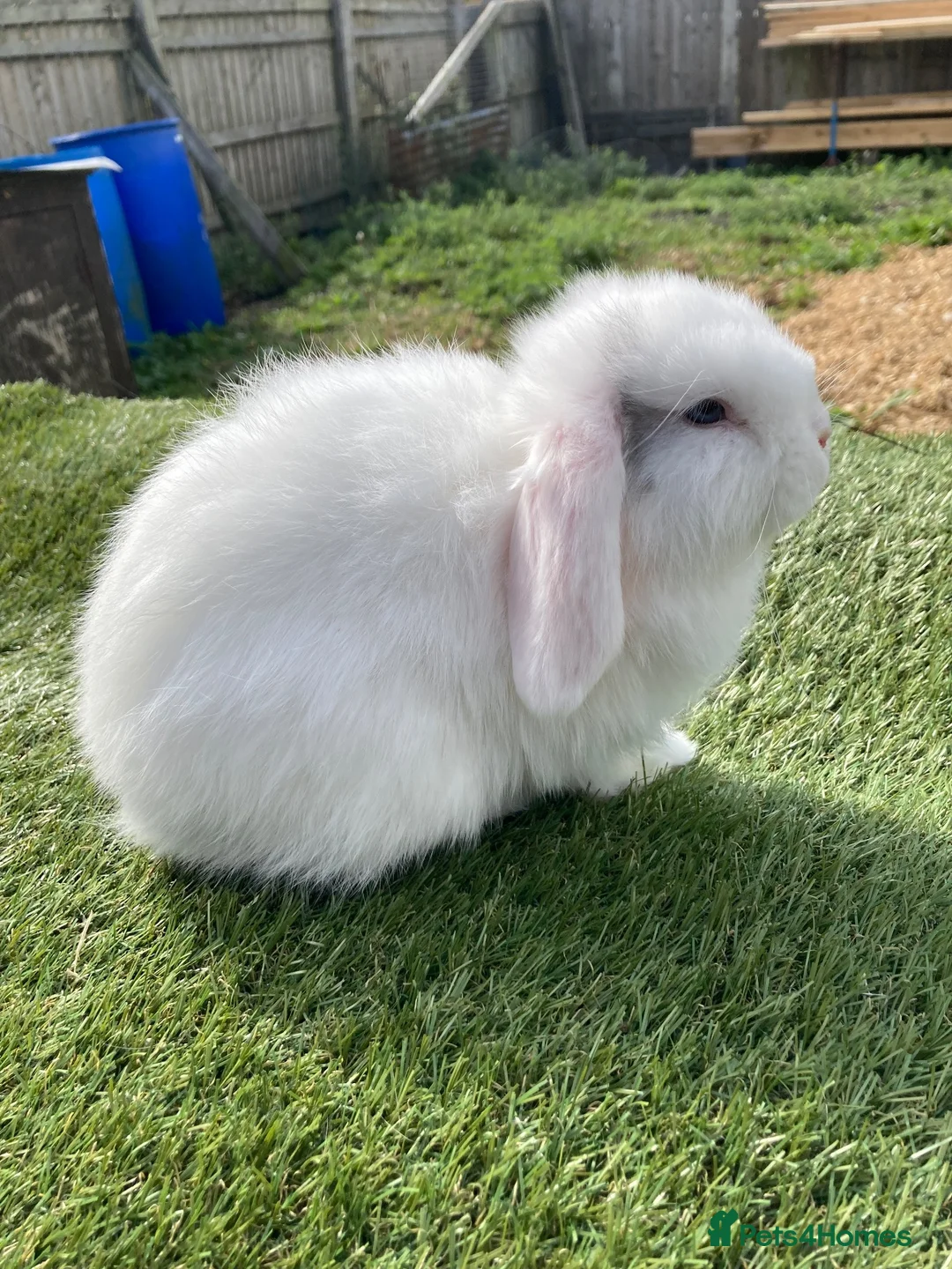 Mini Lop rabbits for sale: Mini lop - Advert 2