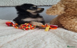 Chipoo dogs for sale: 4  Stunning chipoo puppies  - Image 20