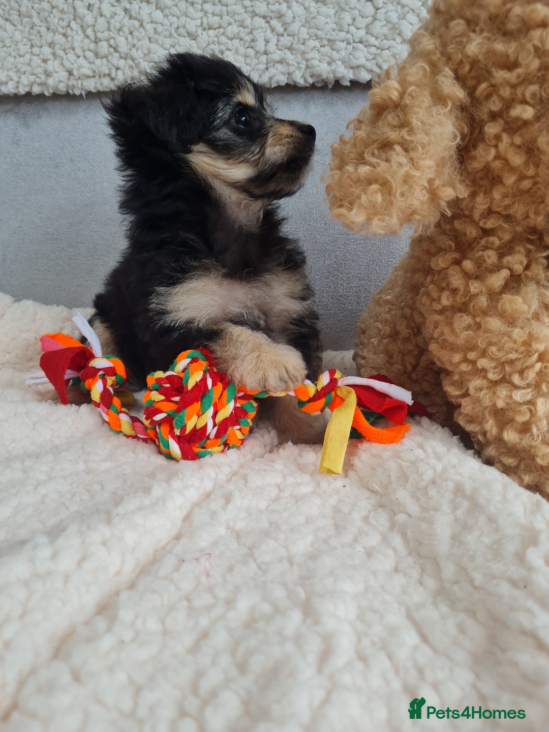 Chipoo dogs for sale: 4  Stunning chipoo puppies  - Image 20