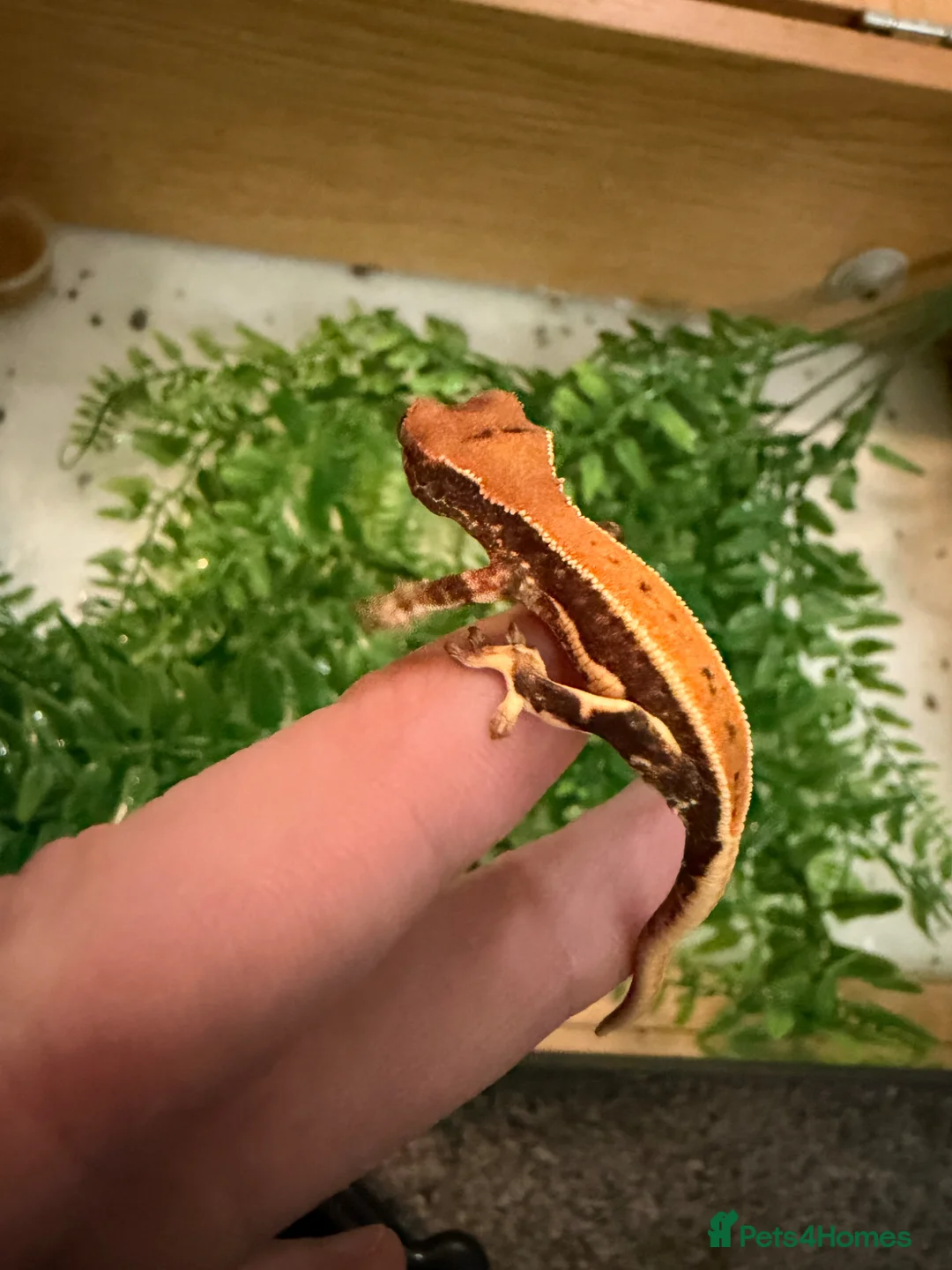 Mixed Breed reptiles for sale: Baby crested geckos - Advert 1