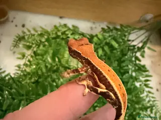 Mixed Breed reptiles Baby crested geckos - Advert 2