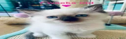 Ragdoll cats for sale: 🐾  Adorable Ragdoll Kittens 🐾 - Advert 5