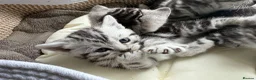 British Shorthair cats for sale: GCCF Rare Show Quality BSH Silver Tabby Kittens  - Advert 10