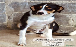 Mixed Breed dogs for adoption: Scout, 1-2 yrs old. Available for adoption  - Image 6
