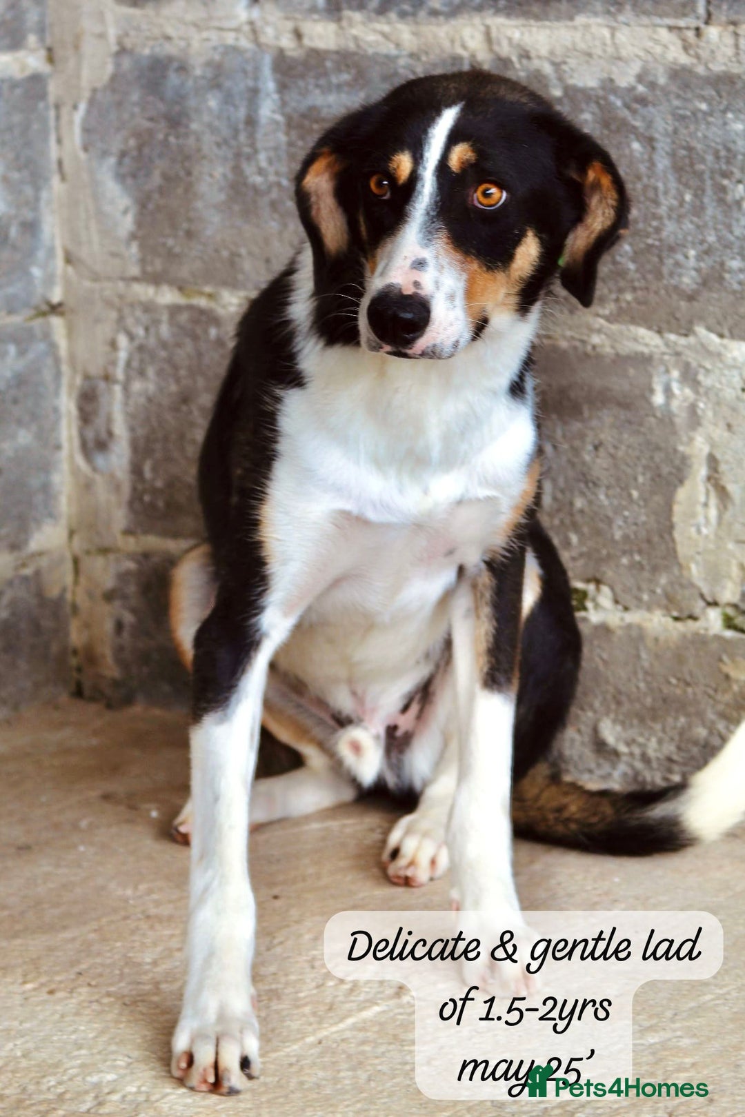 Mixed Breed dogs for adoption: Scout, 1-2 yrs old. Available for adoption  - Image 6
