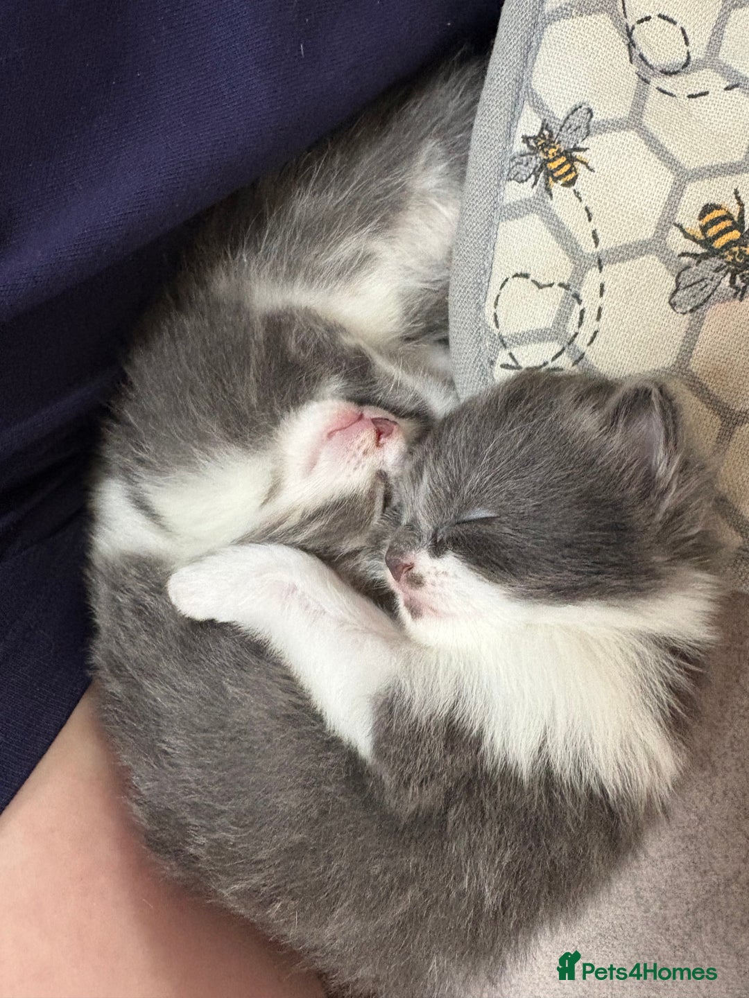 Domestic Shorthair cats for sale: 3 x female kittens  - Image 1
