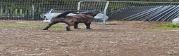 Belgian Shepherd Dog dogs for sale: 7 Gorgeous DUTCH SHEPHERD Puppies  - Advert 2