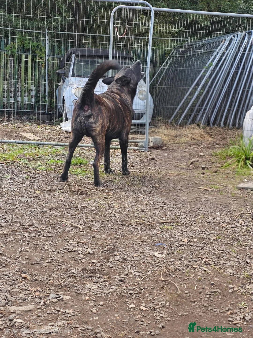 Belgian Shepherd Dog dogs for sale: 7 Gorgeous DUTCH SHEPHERD Puppies  - Advert 2